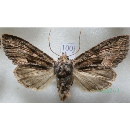 Mniotype satura (Denis & Schiffermüller, 1775) Nocnica ciemnica Czech100j